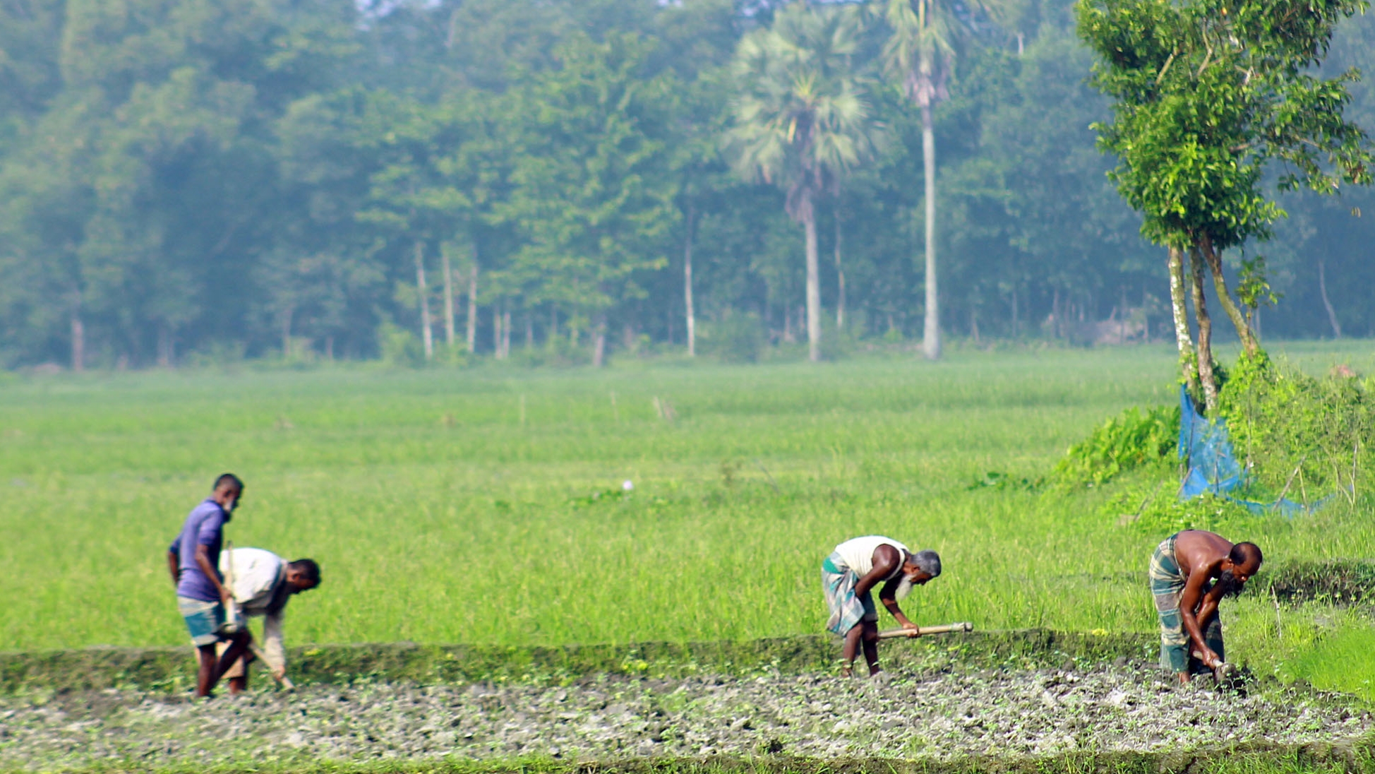 চান্দিনায় শীতাকালীন সবজি চাষে ব্যস্ত সময় কাটাচ্ছেন কৃষকরা