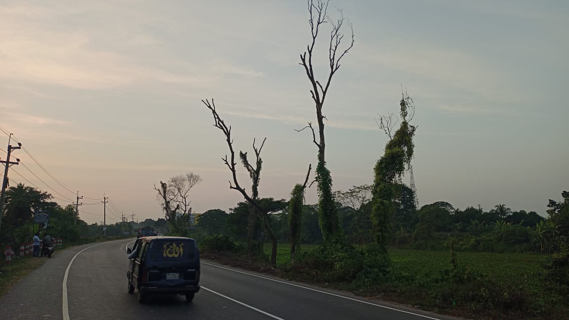 ঢাকা-চট্টগ্রাম মহাসড়কের আতঙ্ক মরা গাছ, ঝুঁকি নিয়ে চলাচল